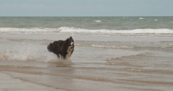 Border Collie Dog Mężczyzna Biegający Plaży Normandia — Zdjęcie stockowe