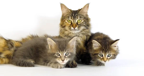 Brown Tortie Blotched Tabby Maine Coon Och Blue Blotched Tabby — Stockfoto