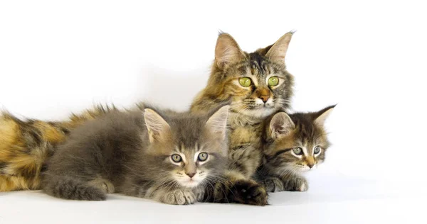 Brown Tortie Blotched Tabby Maine Coon Blue Blotched Tabby Maine — Foto Stock