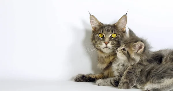 Tortie Brune Taches Tabby Maine Coon Blue Blotched Tabby Maine — Photo