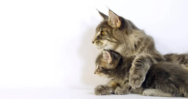 Tortie Brune Taches Tabby Maine Coon Blue Blotched Tabby Maine — Photo