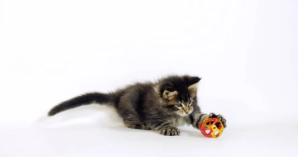 Bruin Gevlekt Tabby Maine Coon Huiskat Kitten Spelen Tegen Witte — Stockfoto
