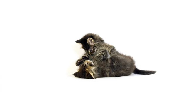 Brown Blotched Tabby Maine Mýval Domácí Kočka Koťata Hraje Proti — Stock fotografie