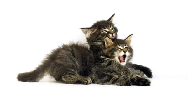 Chat Domestique Taches Brunes Tabby Maine Coon Chatons Jouant Sur — Photo