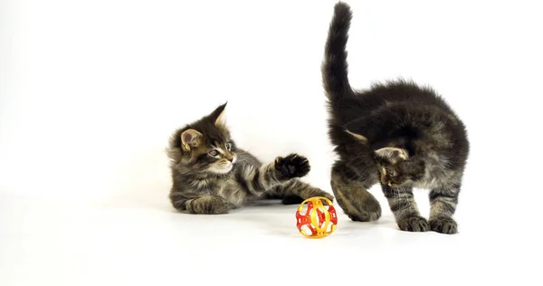 Bruin Gevlekt Tabby Maine Coon Huiskat Kittens Spelen Tegen Witte — Stockfoto