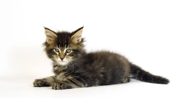 Brown Blotched Tabby Maine Mýval Domácí Kočka Kitten Proti Bílému — Stock fotografie