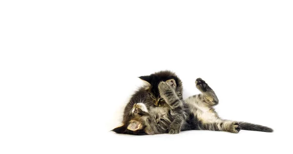 Bruin Gevlekt Tabby Maine Coon Huiskat Kittens Spelen Tegen Witte — Stockfoto