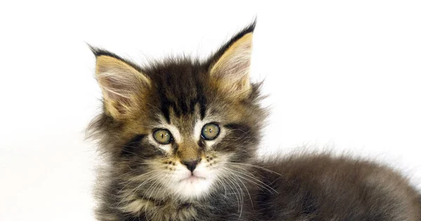 Brown Blotched Tabby Maine Coon Domestic Cat Gatinho Contra Fundo — Fotografia de Stock