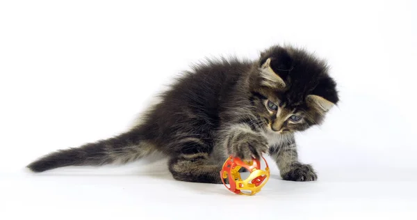 Brown Blotched Tabby Maine Coon Domestic Cat Gatito Jugando Contra —  Fotos de Stock