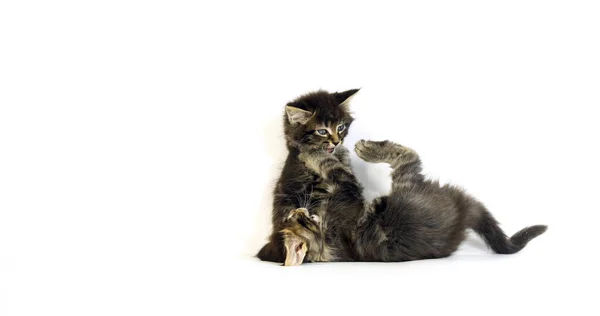 Brown Blotched Tabby Maine Coon Inhemsk Katt Kattungar Spelar Mot — Stockfoto