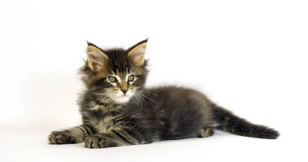 Brown Blotched Tabby Maine Coon Gato Doméstico Gatito Contra Fondo —  Fotos de Stock