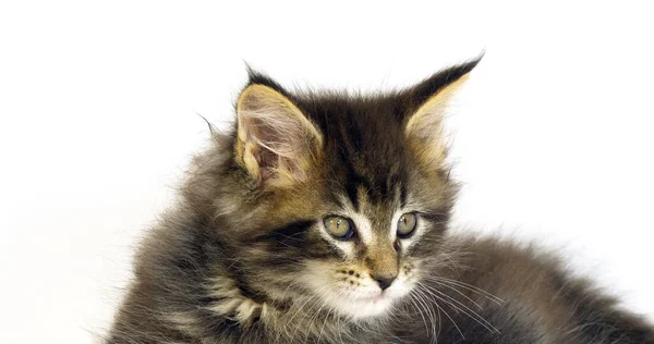 Brown Blotched Tabby Maine Coon Domestic Cat Gatinho Contra Fundo — Fotografia de Stock
