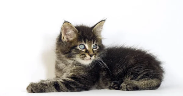 Brown Blotched Tabby Maine Coon Gato Doméstico Gatito Contra Fondo — Foto de Stock