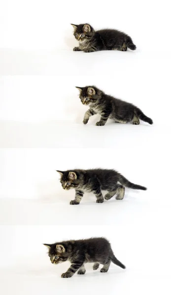 Bruin Gevlekt Tabby Maine Coon Huiskat Kitten Tegen Witte Achtergrond — Stockfoto