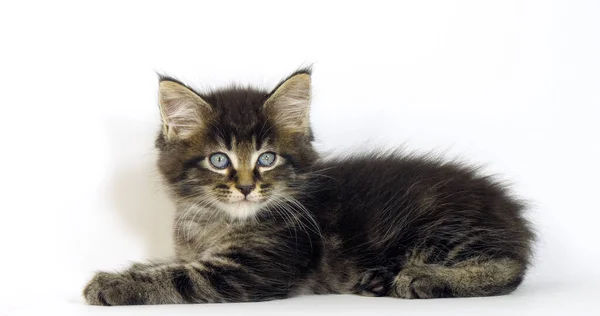 Brown Blotched Tabby Maine Mýval Domácí Kočka Kitten Proti Bílému — Stock fotografie
