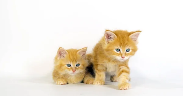 Crema Blotched Tabby Maine Coon Gato Doméstico Gatitos Contra Fondo —  Fotos de Stock