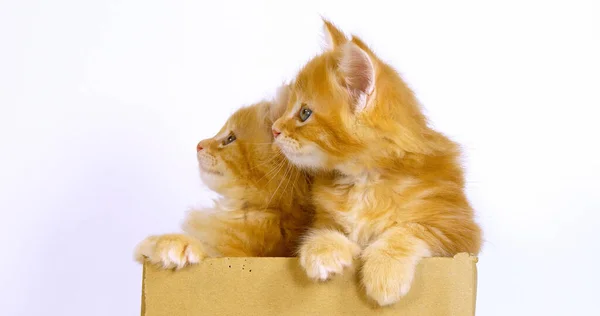 Krém Blotched Tabby Maine Mýval Domácí Kočka Koťata Hraje Krabici — Stock fotografie