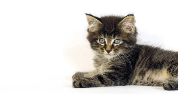 Brown Blotched Tabby Maine Coon Gato Doméstico Gatito Contra Fondo — Foto de Stock