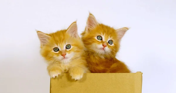 Krém Blotched Tabby Maine Mýval Domácí Kočka Koťata Hraje Krabici — Stock fotografie