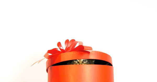 Bruin Gevlekte Tabby Maine Coon Huiskat Kitten Aangeboden Een Geschenkdoos — Stockfoto