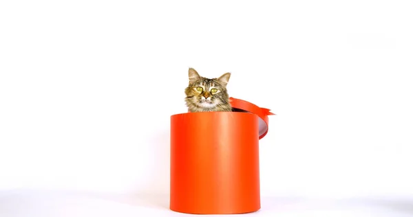 Brown Tortie Blotched Tabby Maine Coon Katt Katt Erbjuds Presentförpackning — Stockfoto