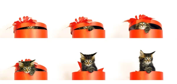 在法国诺曼底的白色背景下 一只名叫 的小猫咪用礼品盒送礼 — 图库照片