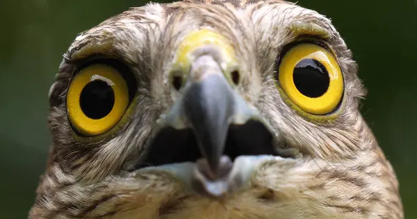 欧洲雀鹰 成年肖像 诺曼底 — 图库照片