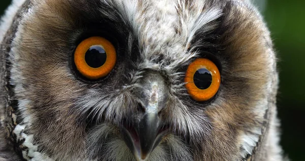 Long Eared Owl Asio Otus Πορτρέτο Ενηλίκων Νορμανδία Στη Γαλλία — Φωτογραφία Αρχείου