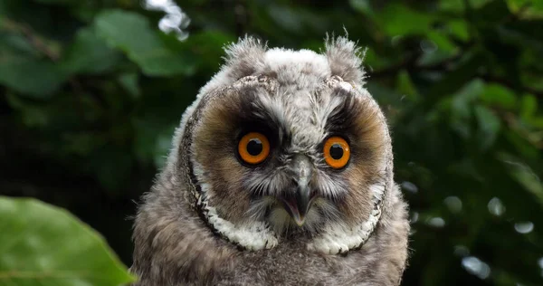 Long Eared Owl Asio Otus Retrato Adulto Normandia França — Fotografia de Stock