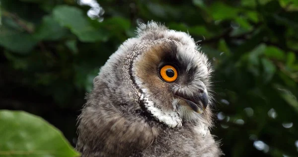 Long Eared Owl Asio Otus Portrait Adult Normandy France — Stock Photo, Image