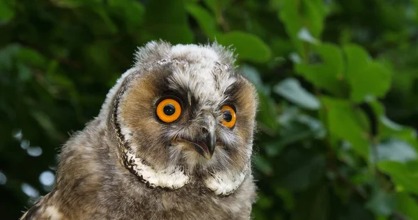 Long Eared Owl Otus Portrett Voksen Normandie Frankrike – stockfoto