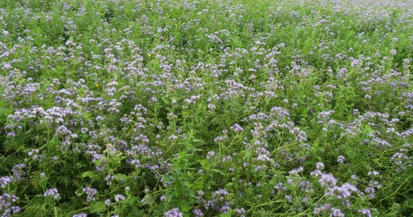 Lacy Phacelia Phacelia Tanacetifolia Bloom Field Green Manure Normandy France — Stock Photo, Image