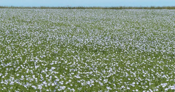 Pěstovaný Len Linum Usitatissimum Kvetoucí Pole Vítr Normandie Francii — Stock fotografie