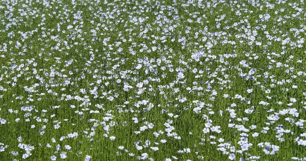 Linho Cultivado Linum Usitatissimum Campo Flor Vento Normandia França — Fotografia de Stock