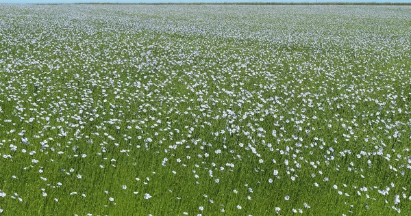 Cultivated Flax Linum Usitatissimum Field Bloom Wind Normandy France — Stock Photo, Image