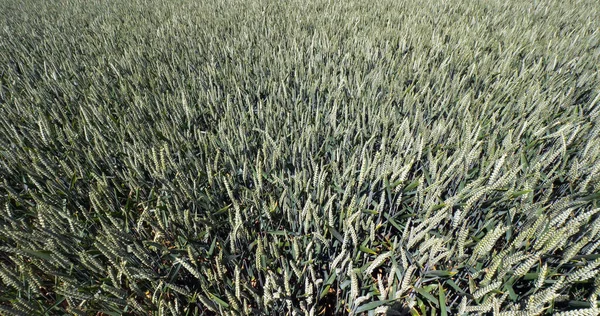 Wind Wheat Field Triticum Normandy France — Stock Photo, Image