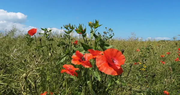 Poppies Papaver Rhoeas Bloom Normandy France — Stock Photo, Image