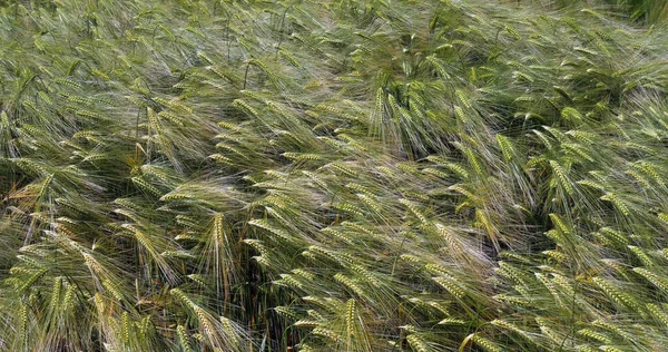 Sakallı Buğday Tarlasında Rüzgar Triticum Fransa Normandiya — Stok fotoğraf