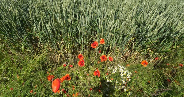 Poppies Wheat Field Papaver Rhoeas Bloom Normandy France — Stock Photo, Image