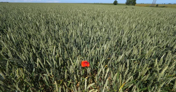 Mohn Auf Einem Weizenfeld Papaver Rhoeas Voller Blüte Normandie Frankreich — Stockfoto