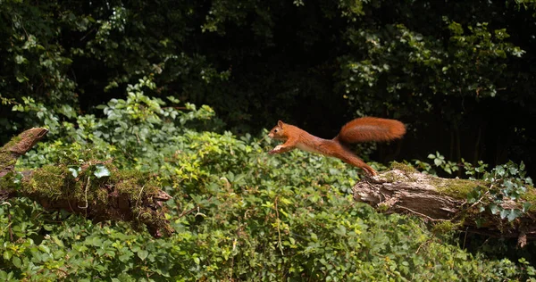 Red Squirrel Sciurus Vulgaris Adult Jumping Tree Trunk Normandy France — Stock Photo, Image