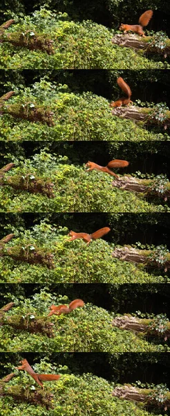 Kızıl Sincap Sciurus Vulgaris Yetişkin Zıplayan Ağaç Gövdesi Fransa Normandiya — Stok fotoğraf