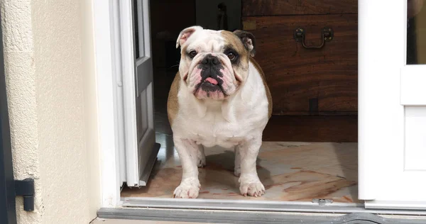 Bulldog Inglés Mujer Esperando Puerta Casa Normandía — Foto de Stock