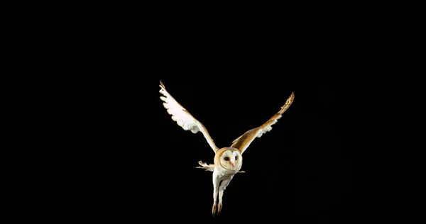 Barn Owl Tyto Alba Adult Flight Normandy France — Stock Photo, Image
