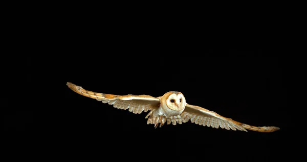Barn Owl Tyto Alba Felnőtt Repülés Közben Normandia Franciaországban — Stock Fotó