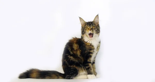 Brown Tortie Blotched Tabby White Maine Coon Domestic Cat Meowing —  Fotos de Stock