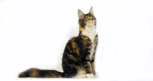 Brown Tortie Blotched Tabby White Maine Coon Domestic Cat Mujer — Foto de Stock