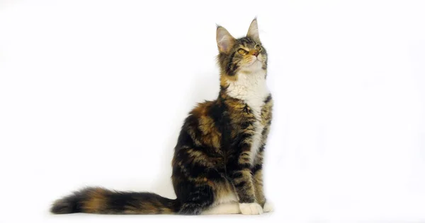 Brown Tortie Blotched Tabby White Maine Coon Domestic Cat Feminino — Fotografia de Stock