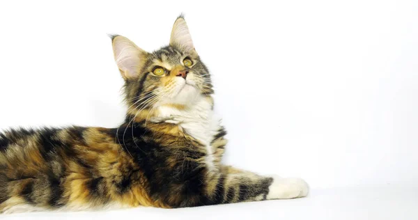 Brown Tortie Blotched Tabby White Maine Coon Domestic Cat Mujer — Foto de Stock