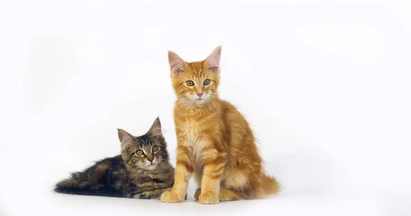 布洛比和奶油 布洛比 缅因家猫 白色背景下的猫 法国诺曼底 — 图库照片